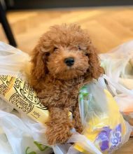 Cavapoo puppies for adoption in a new home