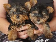Cute Yorkie Puppies Available Now For Free Adoption