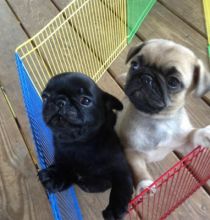 Purebred Pug Puppy for adoption