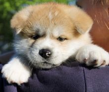 Akita inu puppies for free adoption Image eClassifieds4u 1