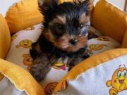 Yorkie puppies For Adoption