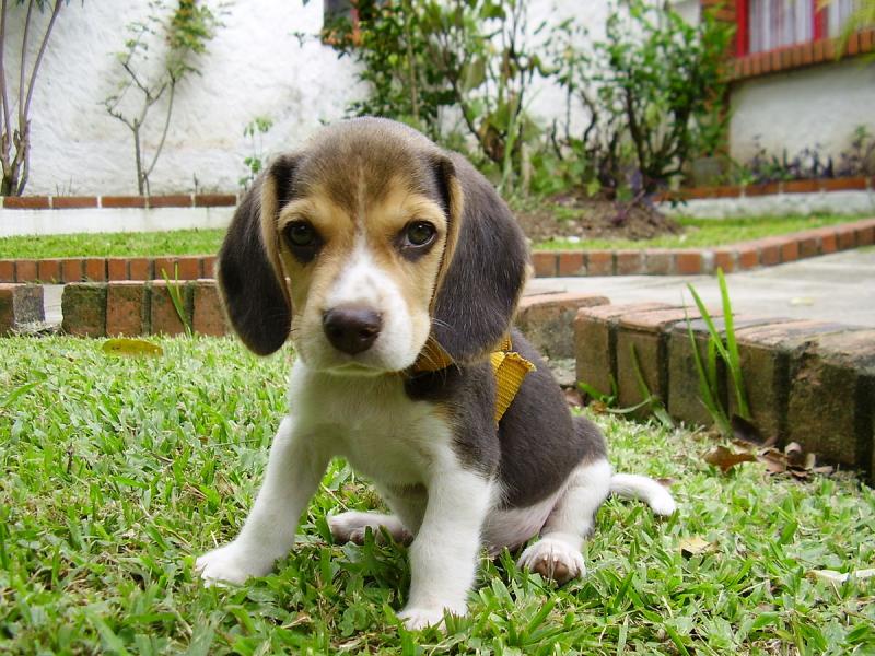 Affectionate Beagle Puppies Available For Adoption .. Image eClassifieds4u