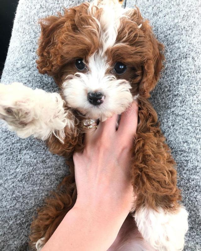 Cute and adorable Cavapoo puppies ready for adoption Image eClassifieds4u
