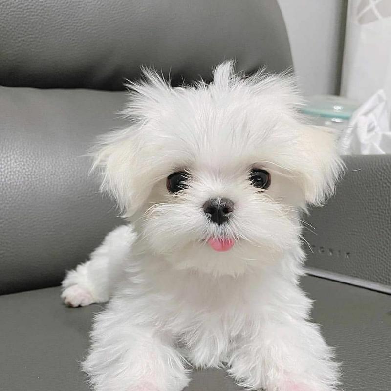 Maltese puppies for adoption (cynthiamorgan1132@gmail.com) Image eClassifieds4u