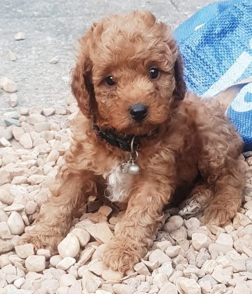 ❤️❤️ Fox Red Cavapoo puppy’s Health tested❤️❤️ Image eClassifieds4u