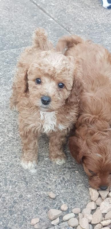 ❤️❤️ Fox Red Cavapoo puppy’s Health tested❤️❤️ Image eClassifieds4u