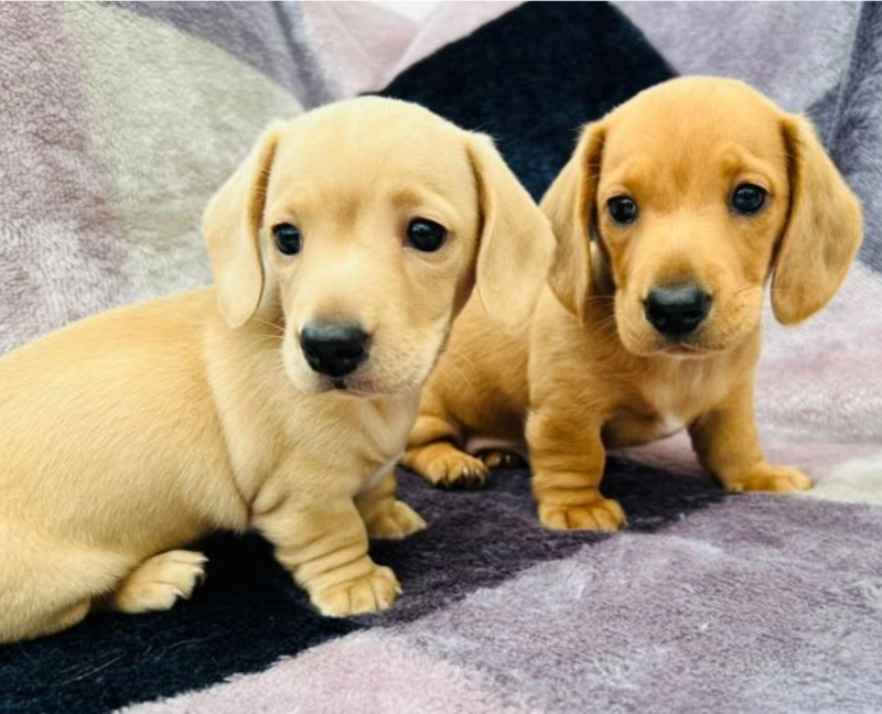 Miniature Dachshund puppies for sale Image eClassifieds4u