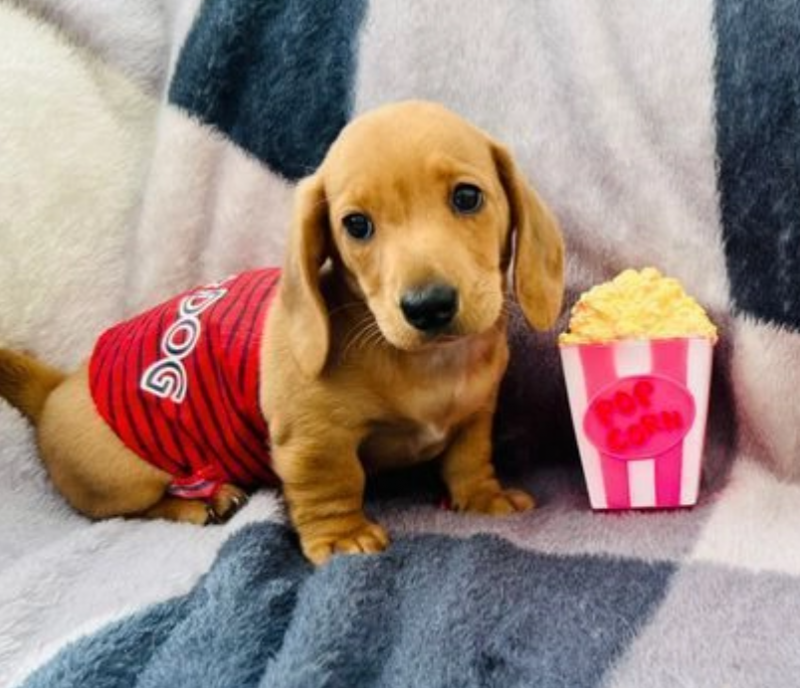 Miniature Dachshund puppies for sale Image eClassifieds4u