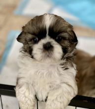 *RESERVE NOW* Adorable Pedigree Shih Tzu puppies