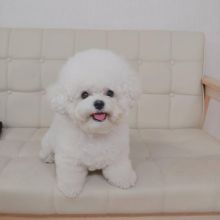 Affectionate Bichon Frise Puppies ready for Rehoming