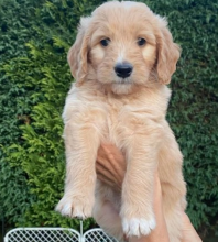 Amazing Goldendoodle Puppies