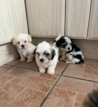 Beautiful Morkie puppies for sale