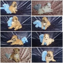 Beautiful Pomsky Puppies ready now