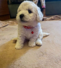 Bichon frise puppies available