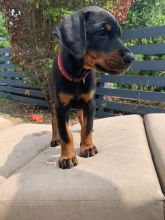 Full pedigree kc Doberman puppies