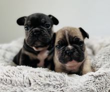 Gold standard French bulldog puppies