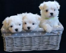 GORGEOUS LITTER KC REG MALTESE PUPPIES