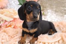 K.C Registered Miniature Dachshund Puppies