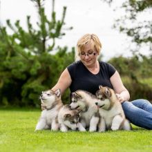 Lovely Alaskan Malamute puppies