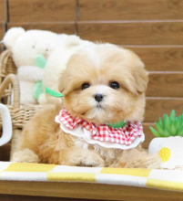 Maltipoo puppies available