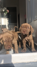 Mastiff puppies ready for loving homes.