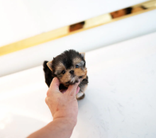 Mini Yorkshire Terrier