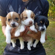 Pure Pedigree Tri Colored Jack Russell Puppies