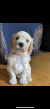 Stunning Cavapoochon Puppies