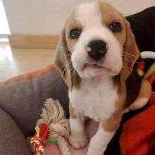 Sweet Male and Female Beagle puppies for adoption.