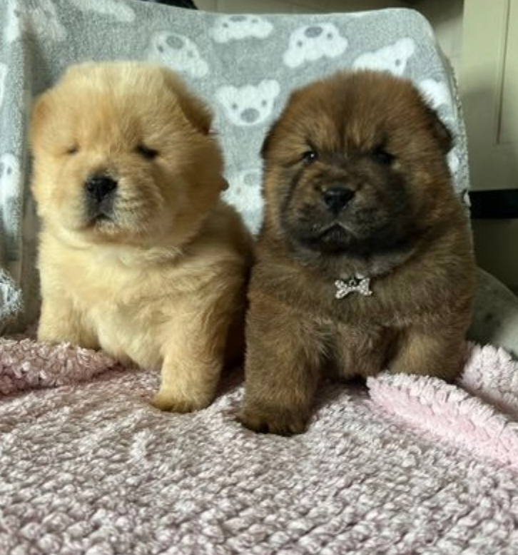 4 left kc reg chow chow babies for sale Image eClassifieds4u