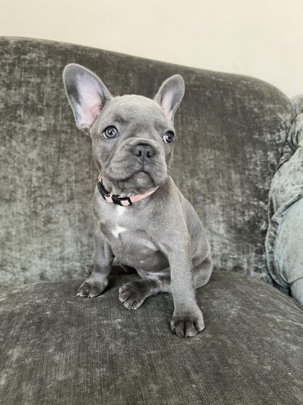 5+ generation pedigree French Bulldog puppies Image eClassifieds4u