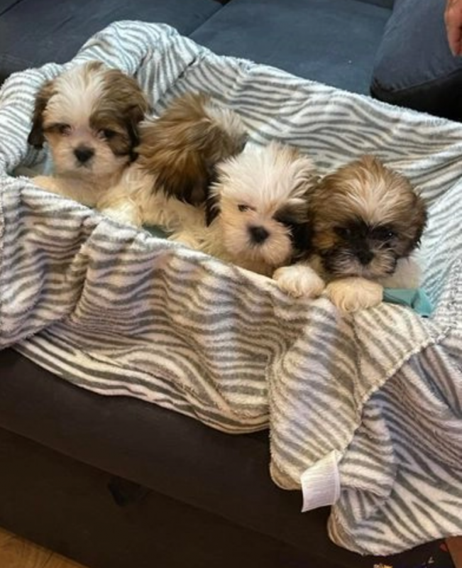 Adorable 3 girl left ready to go shih tzu puppies Image eClassifieds4u