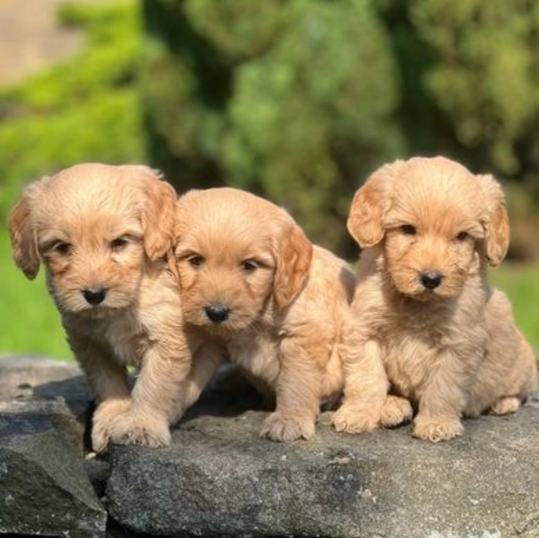 Amazing Goldendoodle Puppies Image eClassifieds4u