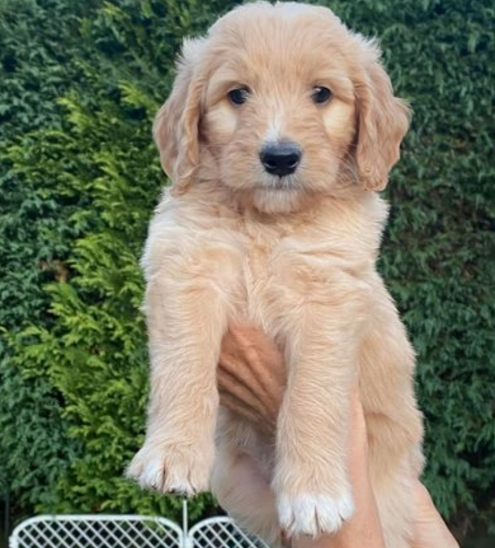 Amazing Goldendoodle Puppies Image eClassifieds4u