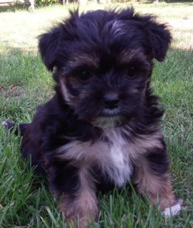 Beautiful Morkie puppies for sale Image eClassifieds4u
