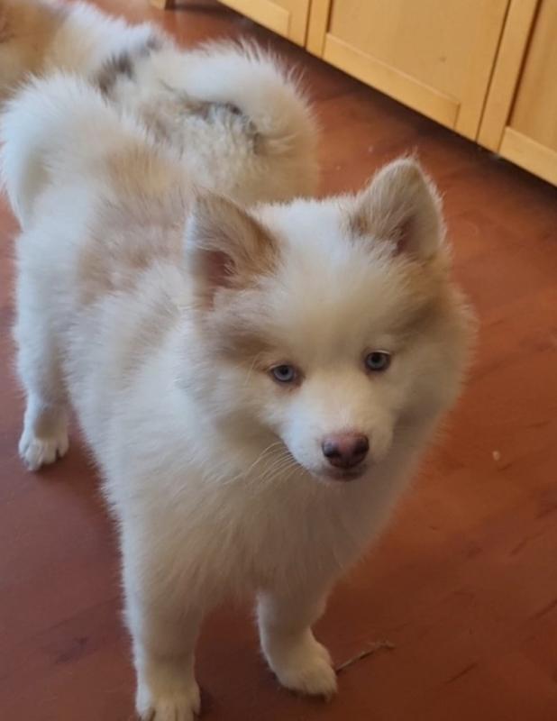 Beautiful Pomsky Puppies ready now Image eClassifieds4u