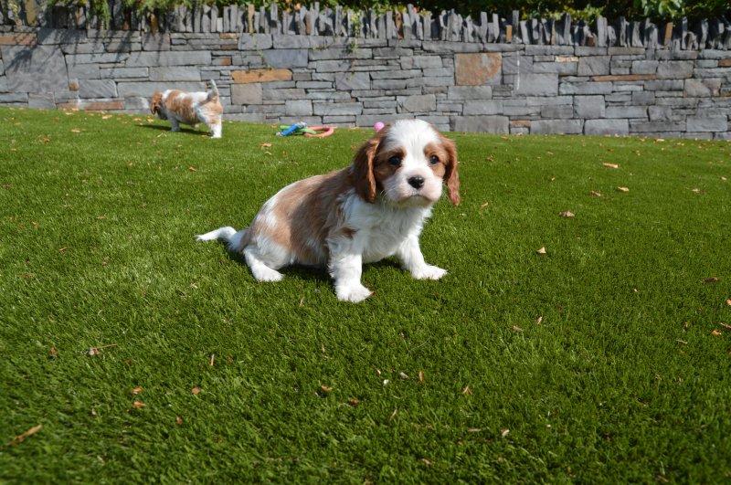 Cavalier King Charles puppies Image eClassifieds4u