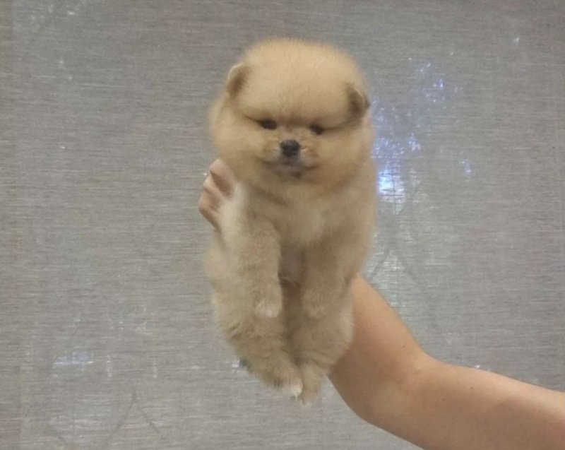 Champion line Pomeranian puppies Image eClassifieds4u