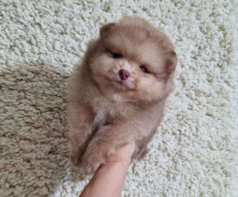 Champion line Pomeranian puppies Image eClassifieds4u