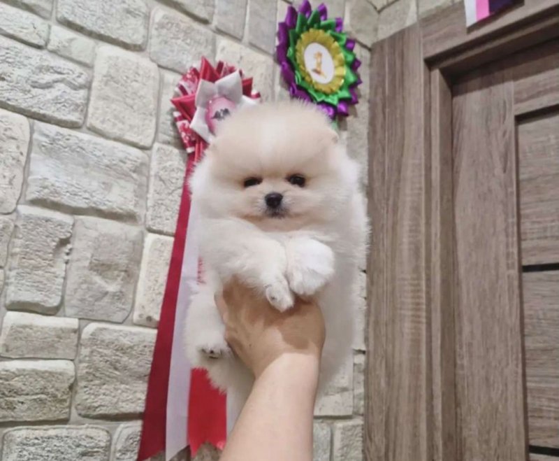 Champion line Pomeranian puppies Image eClassifieds4u