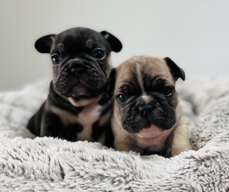 Gold standard French bulldog puppies Image eClassifieds4u