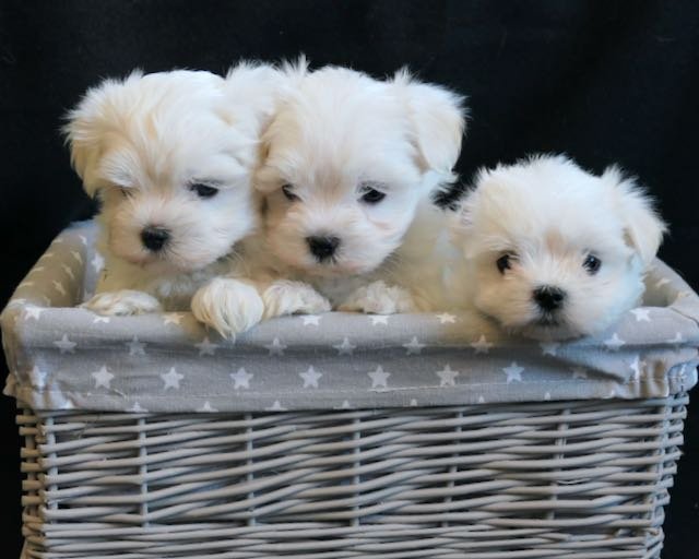 GORGEOUS LITTER KC REG MALTESE PUPPIES Image eClassifieds4u