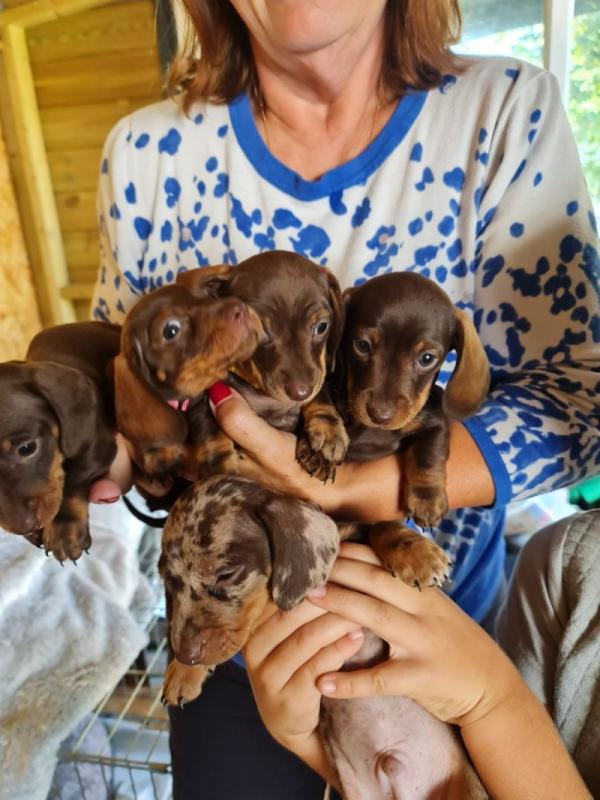 KC Registered mini smooth haired Dachshund puppies Image eClassifieds4u