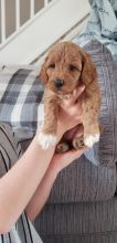 ❤️❤️ Fox Red Cavapoo puppy’s Health tested❤️❤️ Image eClassifieds4u 3
