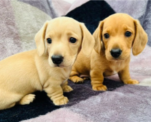 Miniature Dachshund puppies for sale Image eClassifieds4u 1