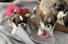 *RESERVE NOW* Adorable Pedigree Shih Tzu puppies Image eClassifieds4u 2