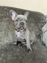 5+ generation pedigree French Bulldog puppies Image eClassifieds4u 1