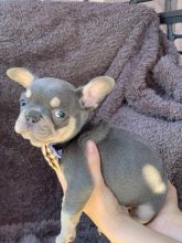 5+ generation pedigree French Bulldog puppies Image eClassifieds4u 2