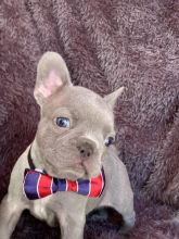 5+ generation pedigree French Bulldog puppies Image eClassifieds4u 3