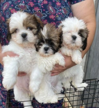 Adorable 3 girl left ready to go shih tzu puppies Image eClassifieds4u 1